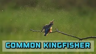 Common kingfisher in an early morning 💙1080p60fps #commonkingfisher #canon200d #soundofnature