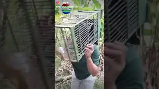 #plesetan #videolucu plesetan video Indosiar pelakor
