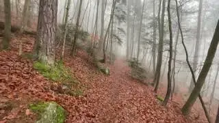 I'm lost in the forest !