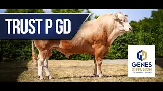 TRUST P GD - Le taureau idéal pour accoupler vos génisses