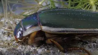 Diving beetle (Dytiscidae) capturing a fish/Cs&iacute;kbog&aacute;r halivad&eacute;kot zs&aacute;km&aacute;nyol