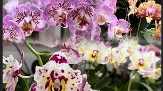Phal. Marrakesh, Bellicose🦋, Cupid spirit🦋, Jillion🦋, Fantom, Cadillac🦋, Purple dust🦋