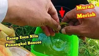 Esen murah Gak murahan || Campuran umpan lumut super ampuh mancing nila  || mancing liar 