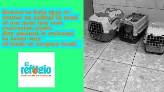 Spay it Forward