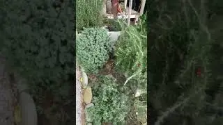 LE PIANTE AROMATICHE DELL'ECO VILLAGE