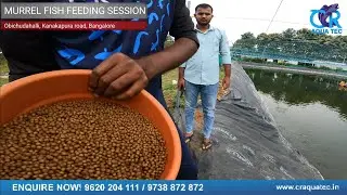 Murrel Fish Growth in Just 2 Months | CR Aqua Tec Fish Farming Update #murrelfish #murrel