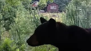 Trail Cam Videos | My Best of July Part 1 | Relax & Enjoy