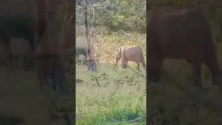 Elephant 🐘 Periyar Wild life Sanctuary #eliphant #periyar #periyartigerreserve