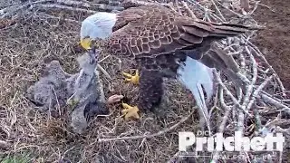 SWFL Eagles~That throws a bale of hay onto E21 😂~8 33 am 2023/01/24