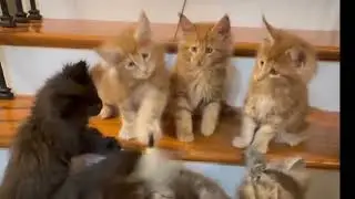 These Maine Coon Kittens Can&rsquo;t Sit Still on the Steps
