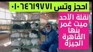 احسن نوع ارانب علف ارانب الخير الكسيب اقوى علف تشتغل به لزياده الانتاج والخصوبه