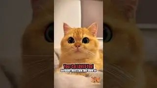 4 Signs Your &ldquo;Aloof&rdquo; Cat Is Secretly Obsessed With You #cat #cats #shorts #funny