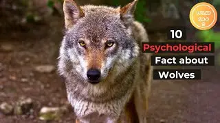 10 Psychology Mind-Blowing Facts About Wolves