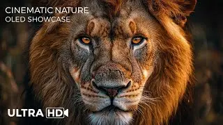 Lions Kings of the Savannah  Roar of the Wild Ep. 1
