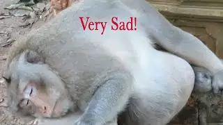 Pity Charlie Monkey Sleeping So Sad,Big Belly Tumor,Pity monkey
