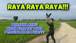 Percubaan 1st African Grey free fly Si Raya Berjaya atau Tidak??