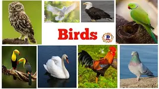  Part 5: Birds names in English || Birds names ||Birds || #birds #dkids  🐔🐧🐦🦆🦅🦉🦇🦆