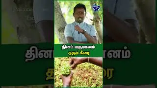 All farmers should do some spinach farming - Rudran | Keerai vivasayam | spinach farming