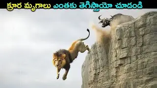 కౄర మృగాలు ఎంతకు తెగిస్తాయో చూడండి | Animal Facts in Telugu | Telugu Brain