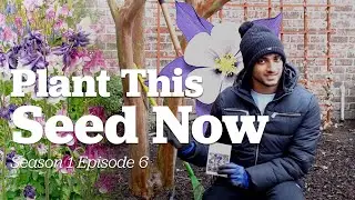 Planting Columbine Flower Seeds | A Garden Revived Ep. 6 #seedstarting