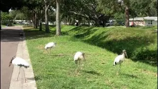 Wood storks on parade in Florida but is it my friendly visitor Woody returning or not?