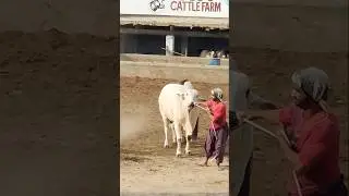 White Bull 😈#trendingshorts #trend #cattlemarket #maweshimandi #eiduladha2025 #ytshorts