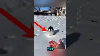 Top 5 Cute Pets That Are Actually Banned in Many Countries 🐾🚫