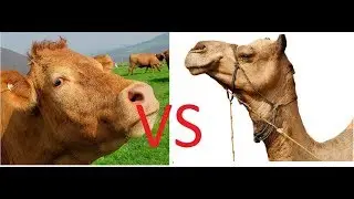 Differences between Camel Milk and Cow Milk