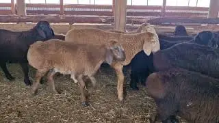 🐑 Ягнята 2024 🐑