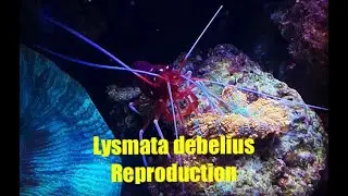 Lysmata Debelius Reproduction by RoyalTanks