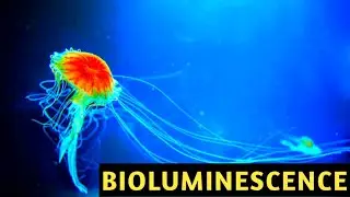 Bioluminescence in Pharmacy | Chemiluminescence | Photosensitisation | Photochemistry