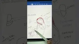 “Fetal circulation explained in a easy way “.