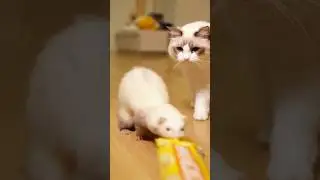 CUTE CAT BOSS | They Pretended to Be Innocent 😳 😼#ferret #cat#funnycats#funnyanimals#petshorts
