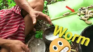 Primitive wildlife coconut worm|Primitive cooking coconut worms