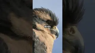 The Science of How Birds Fly
