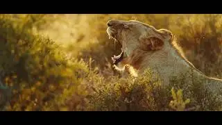 Wildlife at Kwandwe Private Game Reserve