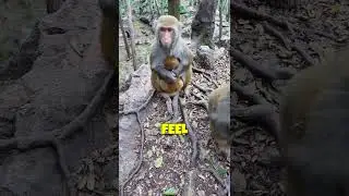 This Monkey Just Taught Me How to Heal #shorts
