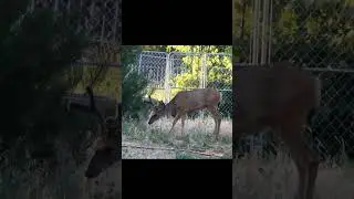 Mule Deer Buck Wandering Through