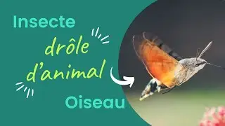 INSECTE butineur en vol stationnaire