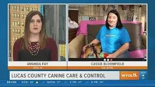 Lucas County Canine Care & Control looking for help | Your Day