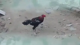 Assel cock