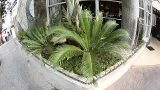 A insensatez no paisagismo