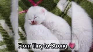 15 Days Kitten Transformation 💗 From Closed Eyes to Curious Souls
