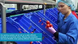 MARCO Tomato packing solutions