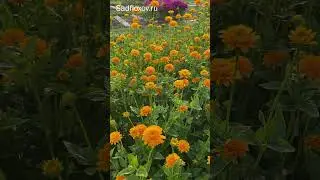 Гелиопсис Асахи радует как всегда