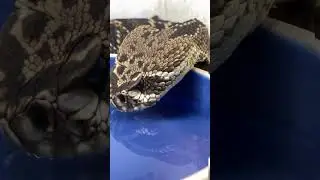 Wow! Rattlesnake Drinking Water | Giant Rattle Snake | Rattle #shorts #viral #shortvideo
