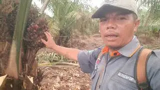 MANFAAT PRUNNING KELAPA SAWIT 