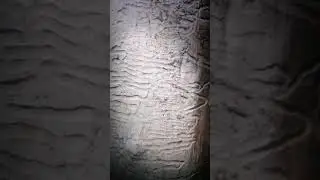 Жуки короеды