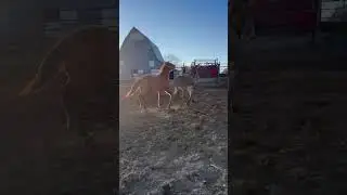 Petrzilka's Breaking Donkeys Feb 9th, 2026 Sale - Lot 1 Waylon on Colt