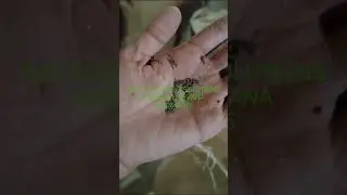 Mustard Seeds Cleaning Grading Machinery
